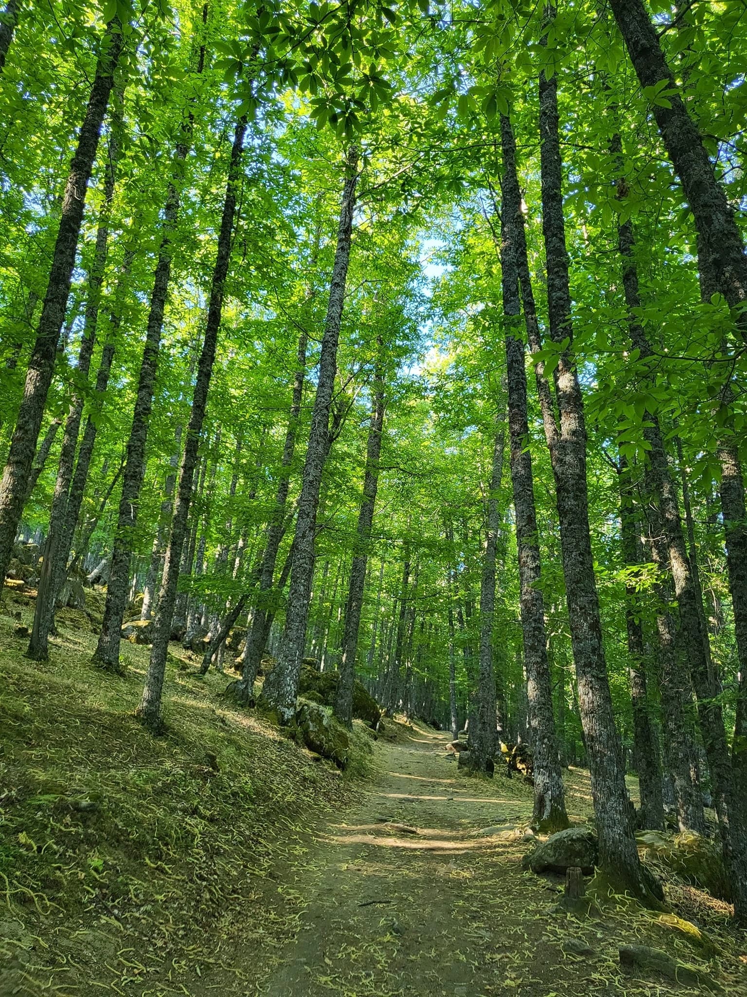 El Castañar de El Tiemblo